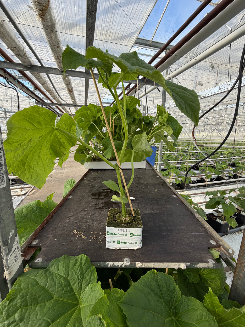 Agurkeplante