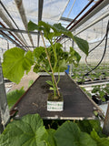 Agurkeplante