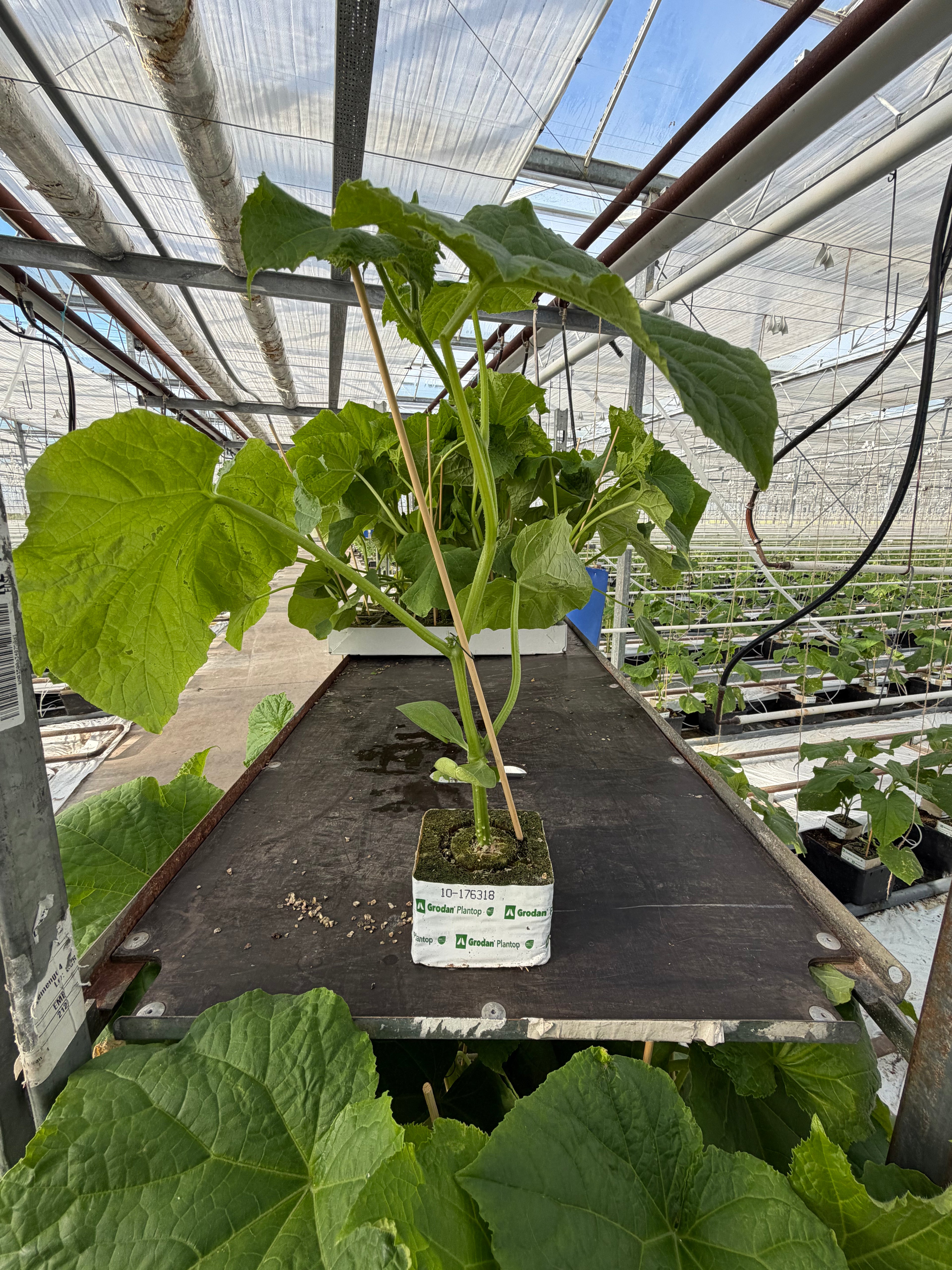 Agurkeplante