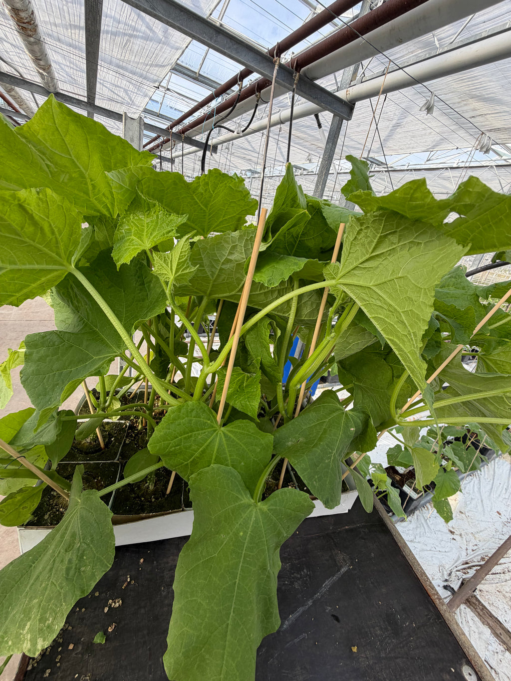 Agurkeplante