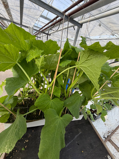 Agurkeplante