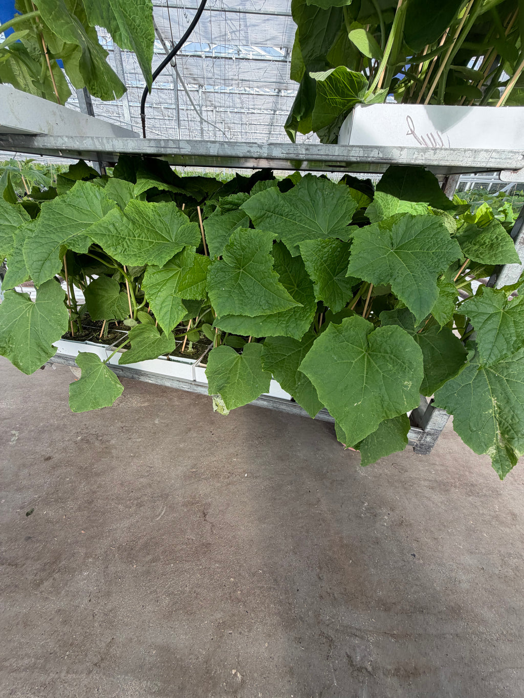 Agurkeplante